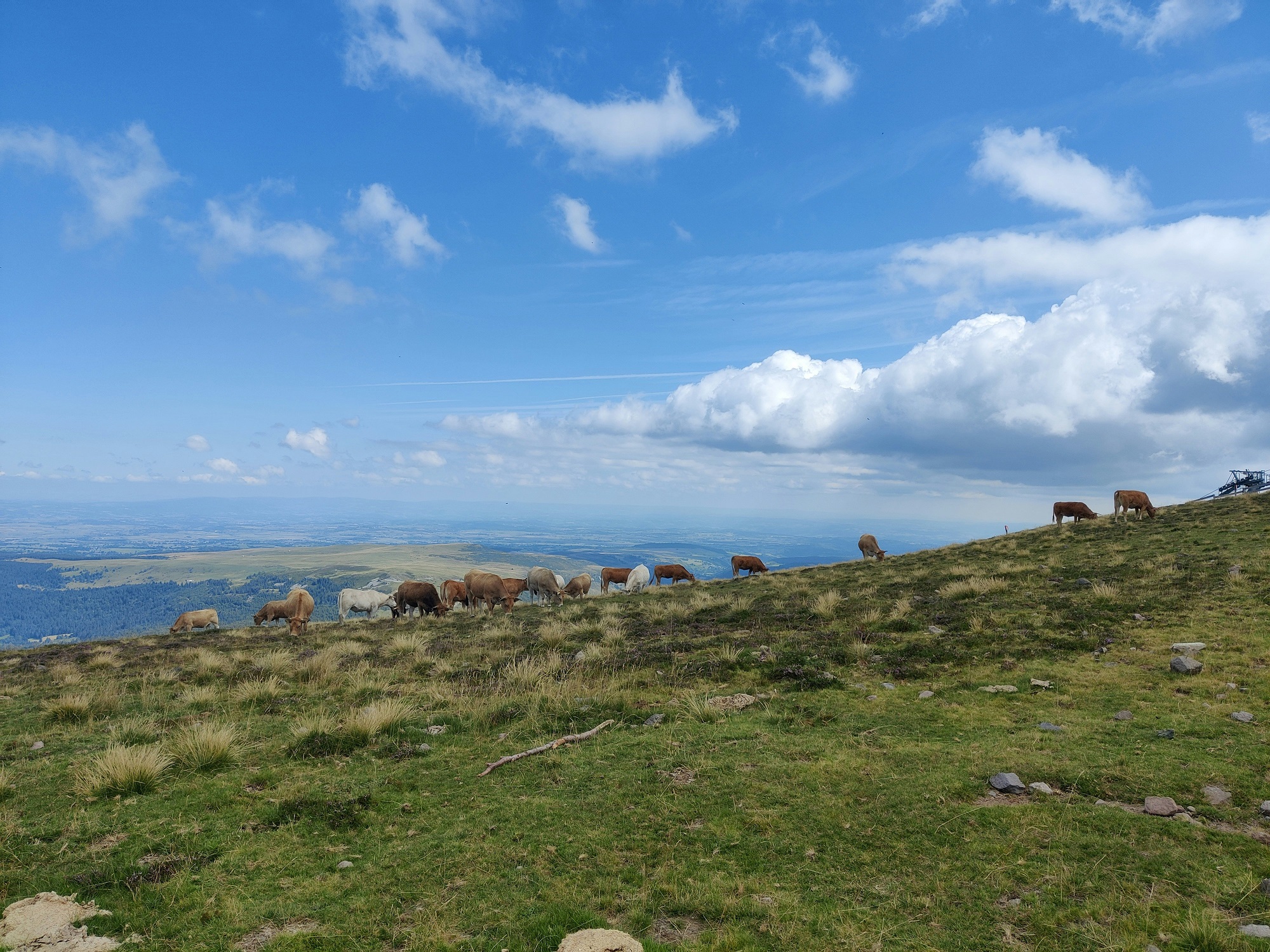 Vaches dans un pré